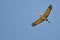 Lone Sandhill Crane Flying in a Blue Sky