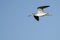 Lone Sandpiper Flying in a Blue Sky