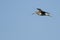 Lone Sandpiper Flying in a Blue Sky