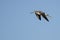 Lone Sandpiper Flying in a Blue Sky