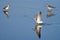 Lone Sandpiper Landing Among Friends