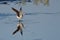 Lone Sandpiper Landing on the Water