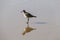 Lone sandpiper stops on while walking on California shore