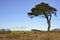 Lone Scots Pine Tree