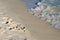 A lone seabird stands on the sand of the beach along the water