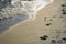 A lone seabird walks along the sand of the beach along the tidal wave