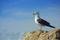 Lone seagull against sky