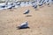 Lone seagull on beach lying on sand