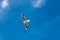 Lone seagull in a blue sky