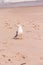 Lone seagull, on brown, wet, beach sand