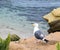 Lone Seagull at Children`s Beach at La Jolla Cove in San Diego, California.