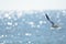 A lone seagull flies overhead of the vacationing tourist