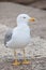 Lone seagull, front view, looking sidewards