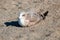 Lone Seagull [Laridae] sitting in the sand at McGrath state park marsh - Santa Clara river - Ventura California USA