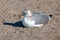 Lone Seagull [Laridae] sitting in the sand at McGrath state park marsh - Santa Clara river - Ventura California USA