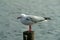 Lone Seagull perched on a Jetty bollard facing down wind