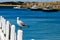 Lone seagull on pier