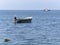 Lone seagull on a rowboat on Ohrid Lake, R.Macedonija