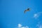 A lone seagull in the sky, a bird soars beautifully among the clouds