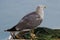 Lone seagull standing on a fisherman net.