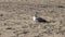Lone Seagull Standing On Sandy Beach