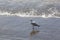 Lone Seagull Standing at Water`s Edge