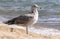 Lone seagull stands on a sandy beach