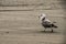 A Lone Seagull Strolling The Sand Beach Of Long Beach Washington During A Cold Stormy Autumn Evening