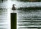 Lone seagull waiting on a pier