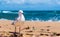 A lone seagull walks along sandringham beach