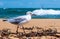 A lone seagull walks along sandringham beach