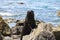 Lone seal atop a rocky outcropping, gazing out over the body of water, Cape Palliser, New Zealand