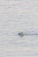 a lone seal peeking above the surface of the water