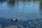 Lone seal sitting in the sun on a rock in the water of harbour in Monterey, California