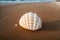 A lone seashell lying on the beach at sunset