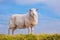 Lone Sheep against blue sky