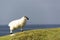 Lone sheep on cliff overlooking sea in west coast of Ireland