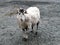 Lone sheep with crooked mouth on gravel