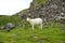 A lone sheep grazes on a rocky mountainside in rural Scotland