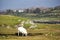 Lone sheep in Irish countryside with mountains and cottage