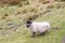 Lone Sheep Ram On Saddleworth Moor Pennines In Manchester