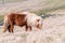 A lone Shetland Pony grazes on tall grass on a Scottish Moor on