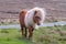 A lone Shetland Pony walking on grass near a singletrack road on