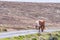 A lone Shetland Pony walks down a singletrack road on a Scottish moor