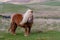 A lone Shetland Pony walks down a singletrack road on a Scottish moor