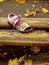 Lone shoe among autumn leaves of a lost child.