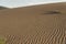 Lone Shrub on Sand Dune