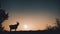 A lone silhouette of a goat perched on a hill