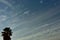 A lone silhouetted palm tree against patterned clouds