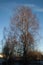 Lone silver birch tree